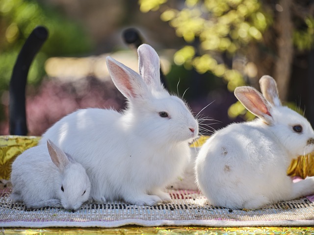 White rabbits often symbolize purity