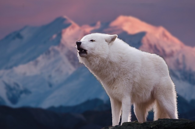 White Wolf Howling