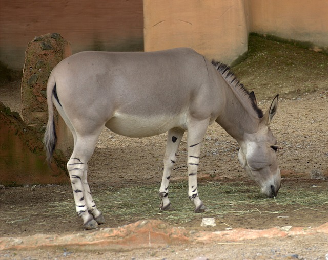 Wild Donkey