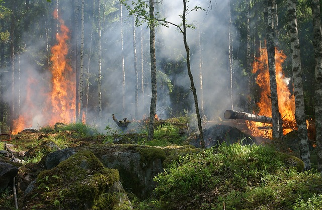  Forest fire may evoke anxiety