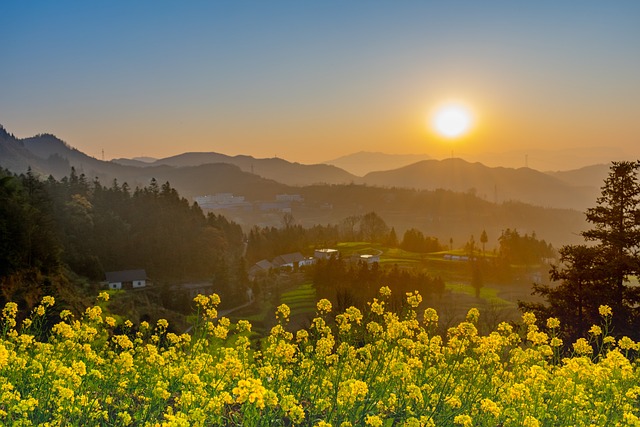  Yellow flower garden 