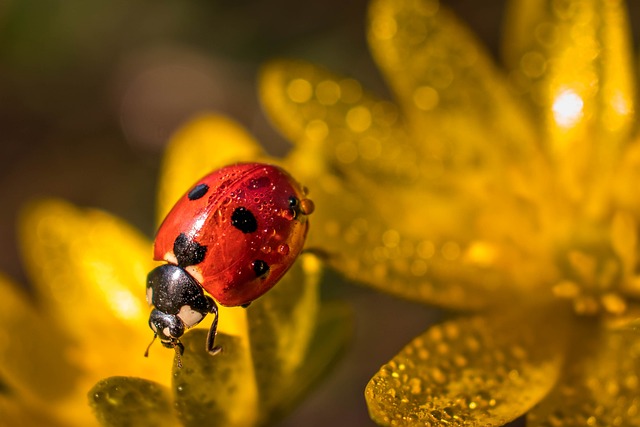 Common interpretations suggest that bugs in dreams may symbolize irritations, anxieties, or aspects of life that are "bugging" the dreamer.