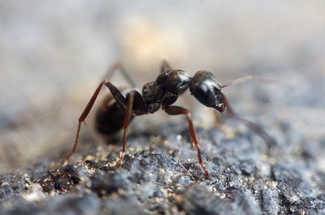 A Lone Ant Crossing Your Path