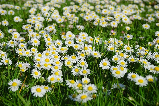 A Meadow Blanketed in White Blooms