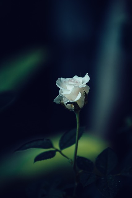 A Single White Rose in Bloom