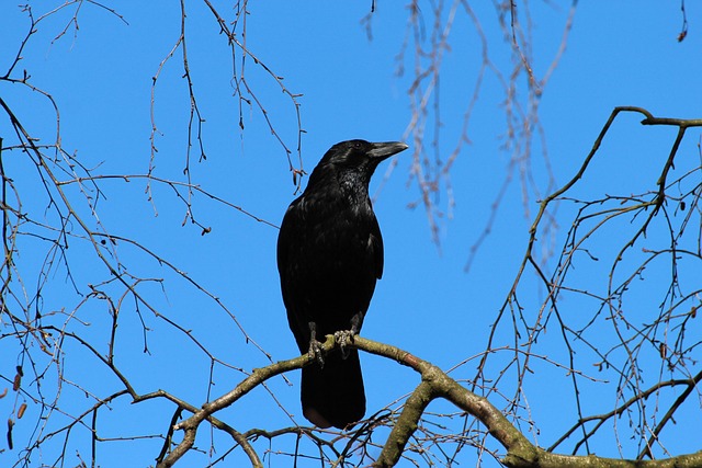 A Solitary Crow