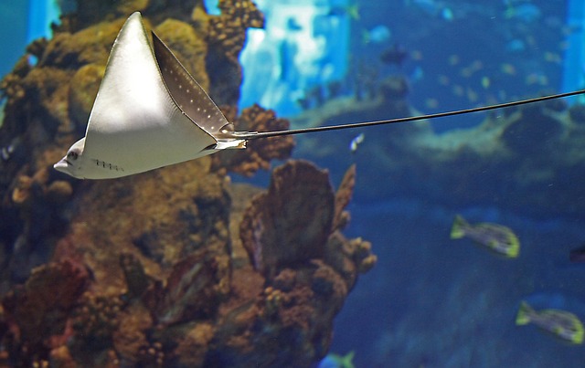 A Stingray Offering a Helping Fin