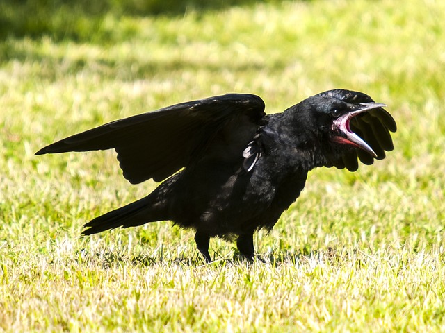 A Talking Crow