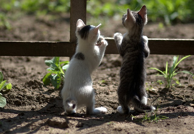 Abandoned Kittens