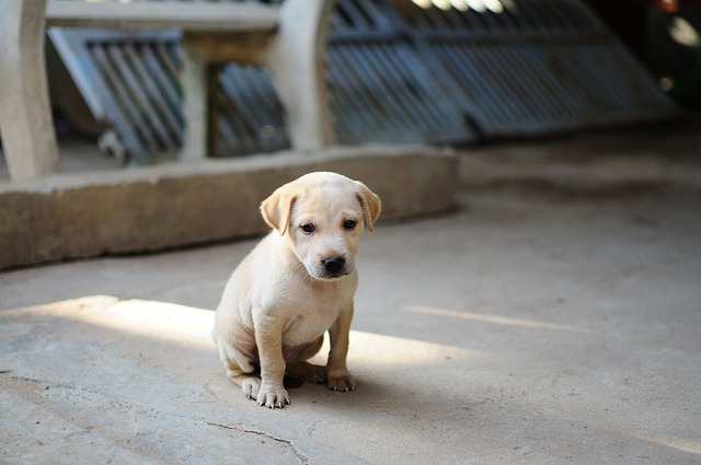 Abandoned Puppy