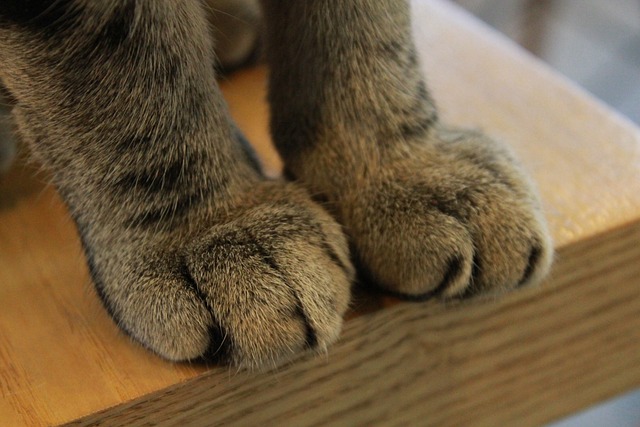 Animal Feet