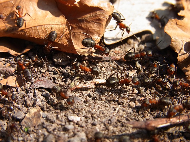  Ants Building a Nest