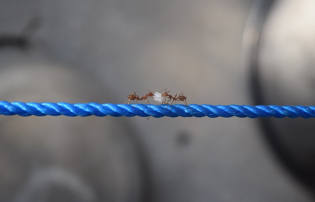 Ants Carrying Food