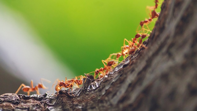 Ants Marching in a Line