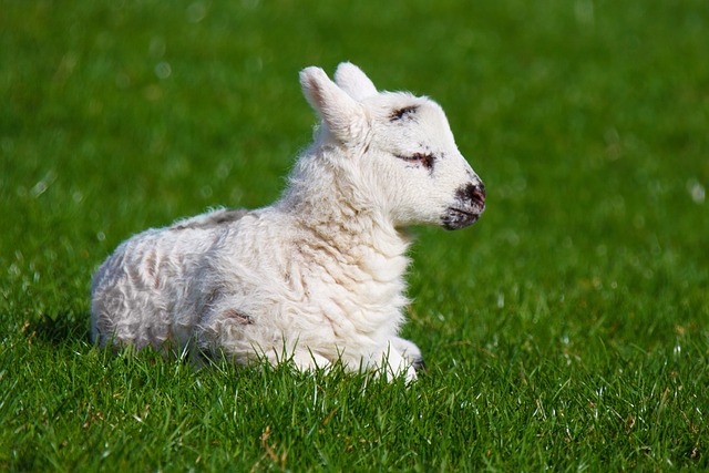  Baby Sheep