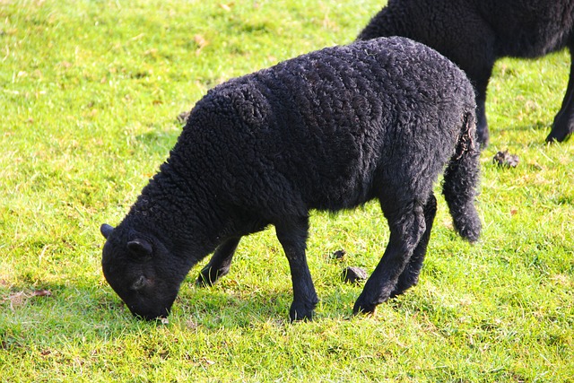 Black Sheep