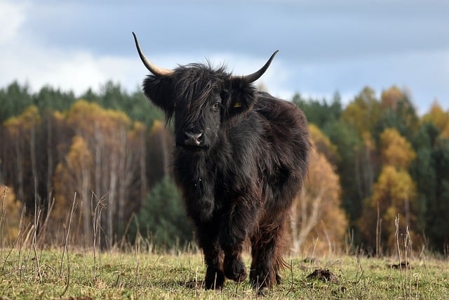 Bull in Nature