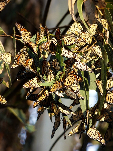 Butterfly Migration