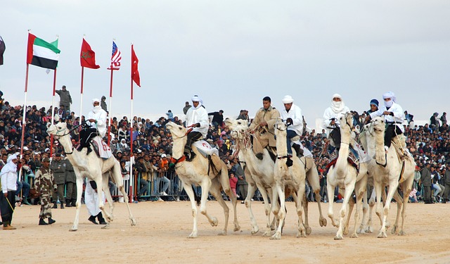 Camel Race