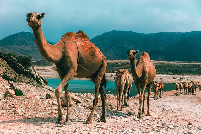  Camel and Desert Springs