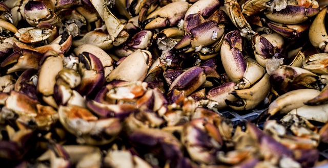 Collecting Lobster Shells