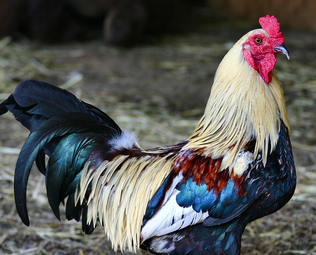 Colorful Rooster