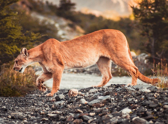  Cougar Crossing Water