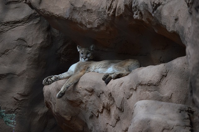 Cougar Resting