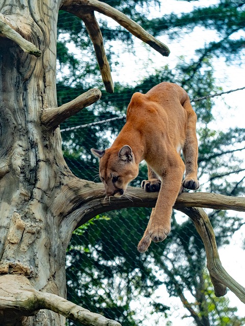 Cougar in a Urban Setting