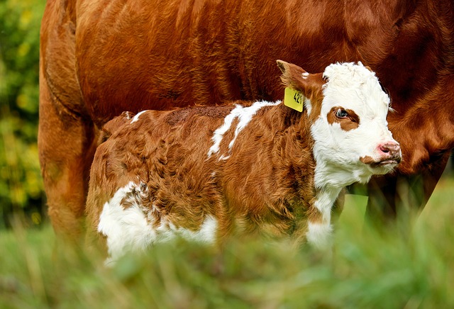 Cow and a Newborn Calf