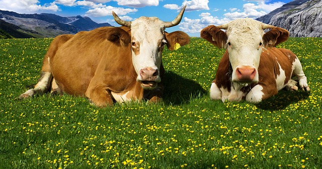  Cow in a Meadow with Flowers