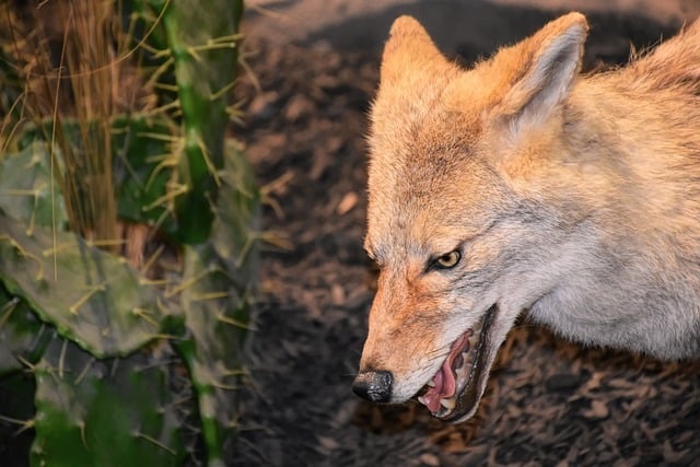 Coyote in Urban Setting