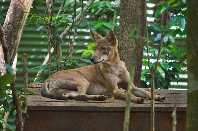 Coyote in Your Home