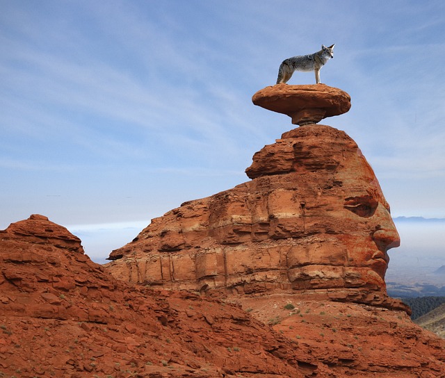 Coyote in the Desert