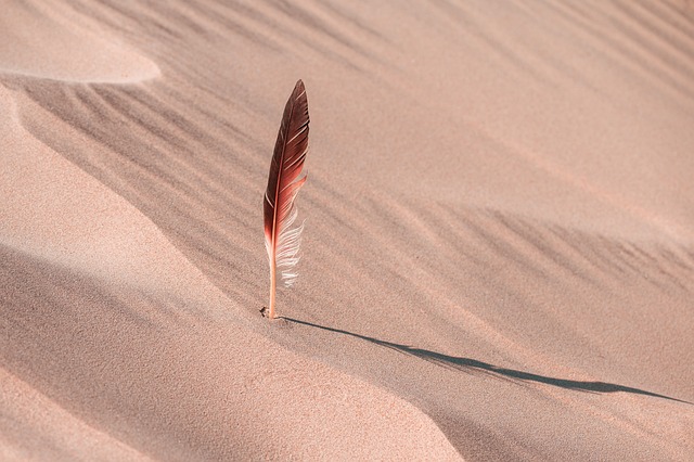 Feathers in a Desert Oasis