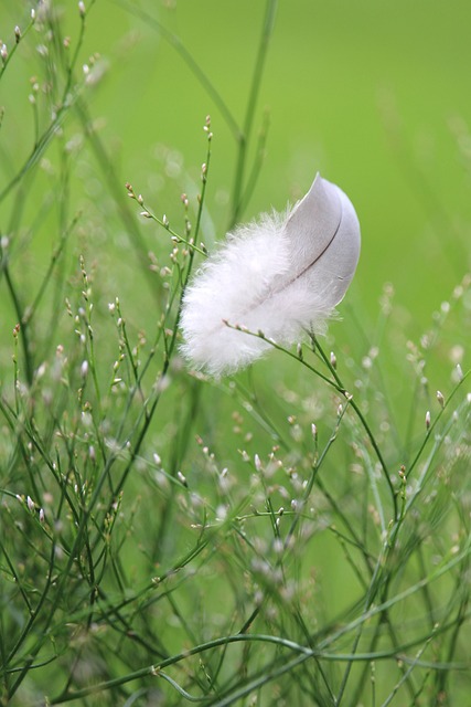  Feathers in a Garden of Wisdom