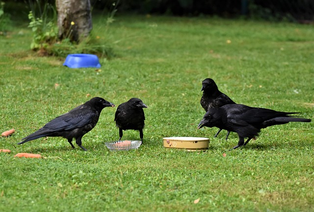 Feeding Crows