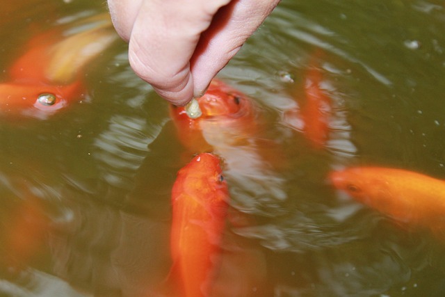 Feeding Goldfish