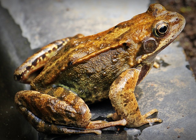  Frogs Leaping Joyfully