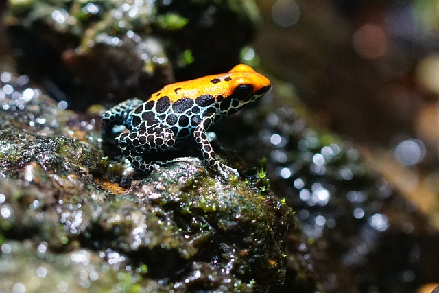  Frogs in Unusual Colors