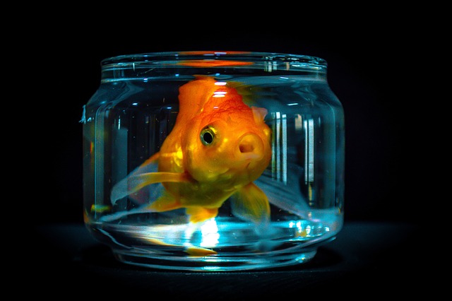 Goldfish Jumping Out of the Bowl