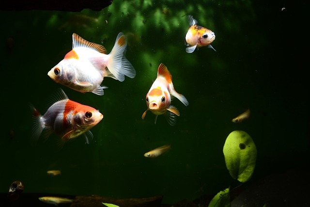 Goldfish in a Group