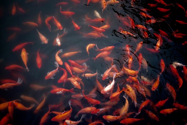  Goldfish in a Pond