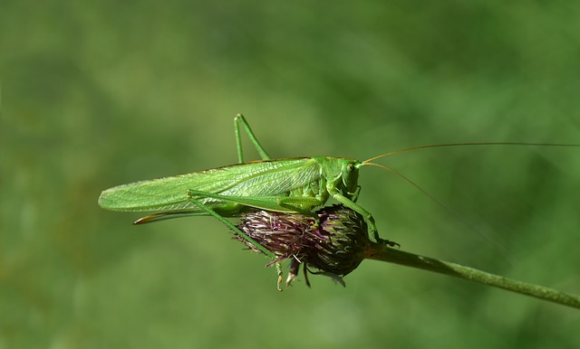 Grasshopper Leaping