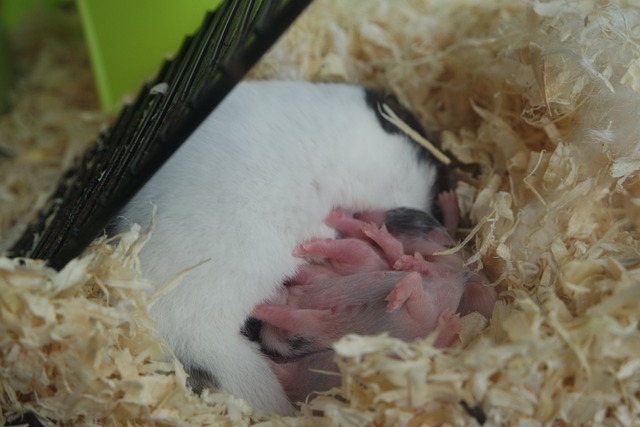  Hamster Babies