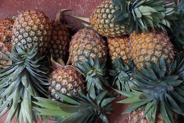 Harvesting Ripe Pineapples