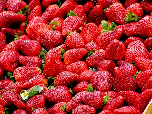 Harvesting Ripe Strawberries