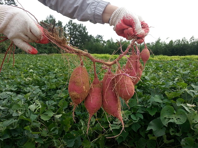 Harvesting Sweet Potatoes