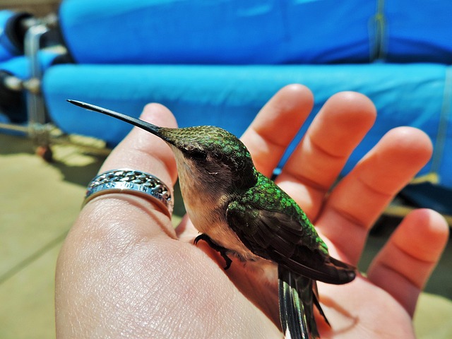 Hummingbird Nesting in Your Hands