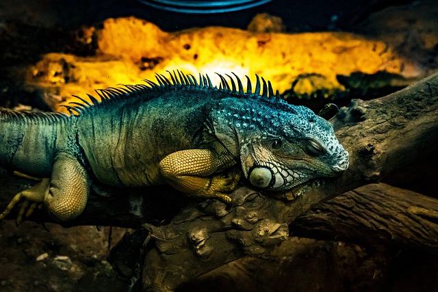  Iguana Changing Colors